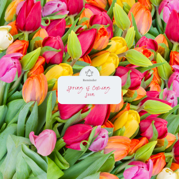 pink, yellow, and orange tulips with spring is coming soon reminder