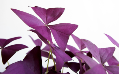 Shamrock (Oxalis) Plant Giveaway